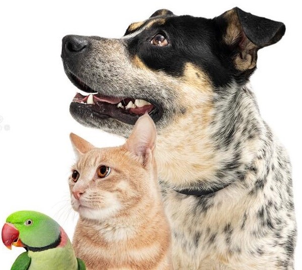 Pet care image