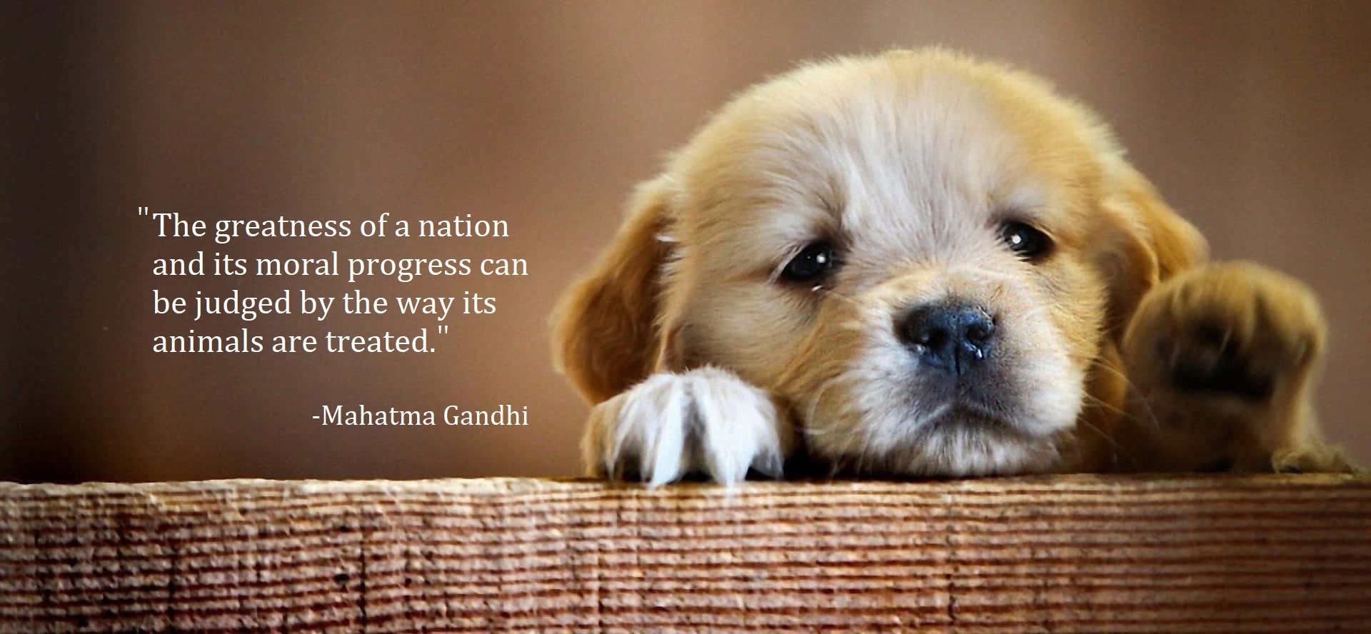 Inspirational pet quote